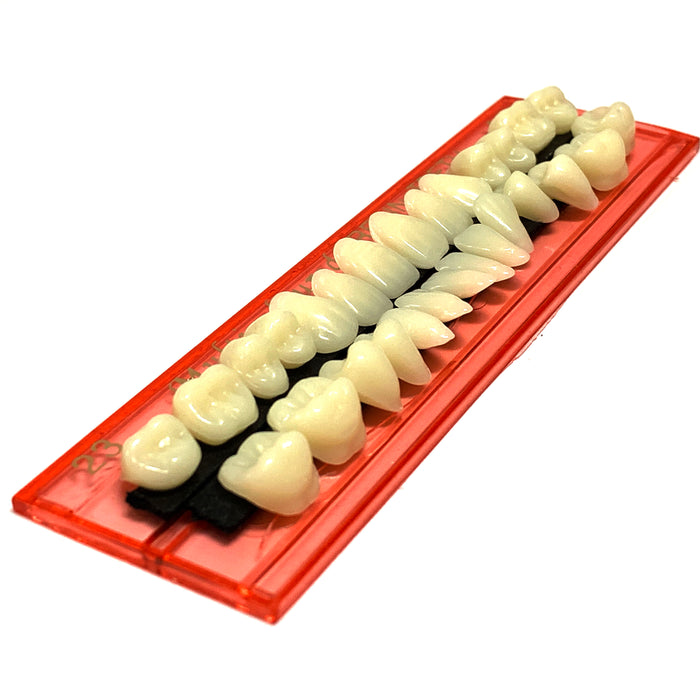 Professional Grade Fake Resin Teeth Set - 28 Pieces
