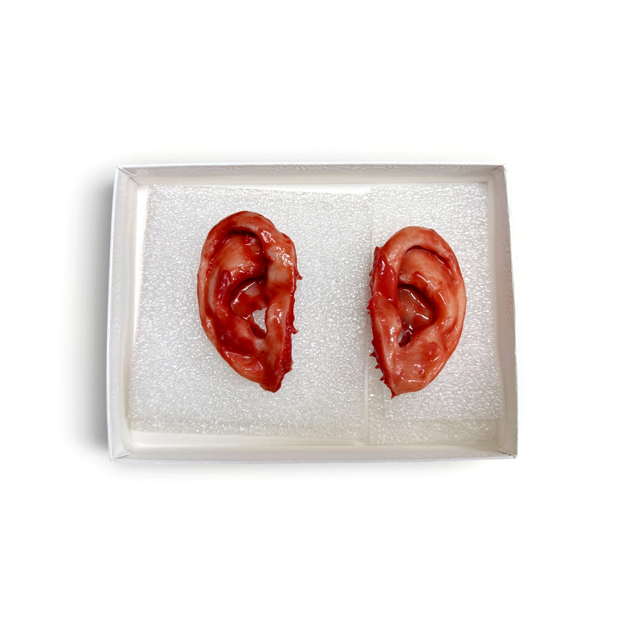 Model of two human ears on a white background